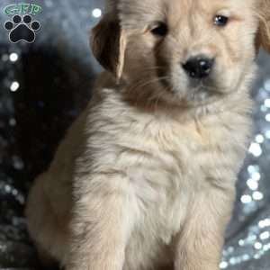 Toasty, Golden Retriever Puppy